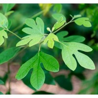 Sassafras, Llc
