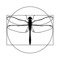 RED DRAGONFLY PRESS logo - Similar company to Words By Lisa Lake--Creative Writing And Professional Copy Writing For Personal Or Business Use