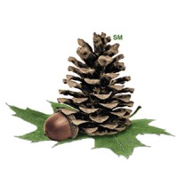 Molpus Woodlands Group logo - Similar company to F&W Forestry
