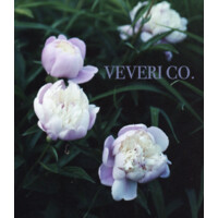 Veveri Co. logo - Similar company to Rdbr