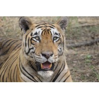 Ranthambore National Park Rajasthan logo - Similar company to Nature Nest