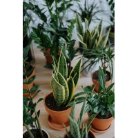 Glasgow House Plants logo - Similar company to Carbeth Plants Ltd