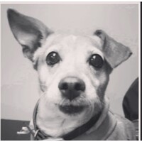 Ralphie ID and Pet Tracker logo - Similar company to Seeworld