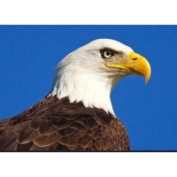 Eaglepoint Express logo - Similar company to Eaglepoint Advisors