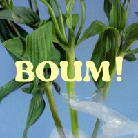Boum! logo - Similar company to Hōtei (@Hello_Hotei)