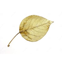 The Golden Leaf Consulting (TGLC) logo - Similar company to Bictree