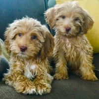 Manor Lake Australian Labradoodles logo - Similar company to Labradoodle Lovers