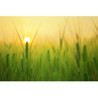 Innate Excellence logo - Similar company to Internative School