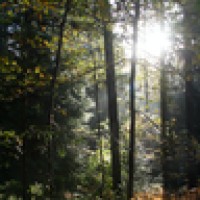 Deep Forest Sciences logo - Similar company to Xabta