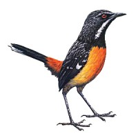Rockjumper Birding Tours logo - Similar company to Tropical Birding