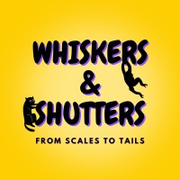 Whiskers And Shutters logo - Similar company to Ibn International