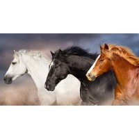 horse riding school logo - Similar company to Horse Riding School