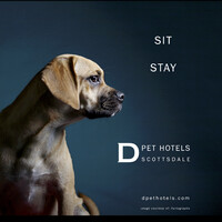 D Pet Hotels Scottsdale logo - Similar company to Found Chicago