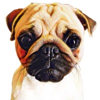 Toicinho Pug logo - Similar company to Pug Challenge