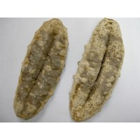 Petats Sea Cucumber Produce logo - Similar company to Algaeplanet.Com