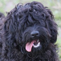 Blueberry Cottage Labradoodles logo - Similar company to Quinta De Águas Mortas - Blueberry Farm