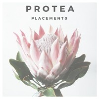Protea Placements logo - Similar company to Kingly Clark®