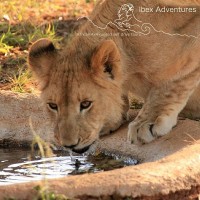 Ibex Adventures | African 4X4 Guided Self Drive Tours