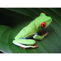 ICC Cricket World Cup 2019 logo - Similar company to Sporting Integrity Limited