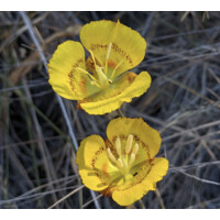 Fairfax Native Plant Nursery logo - Similar company to Ultimate U Consulting