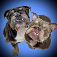 Franki and Freddi logo - Similar company to Blockbeat