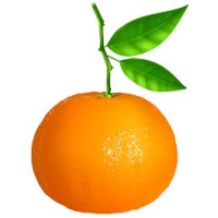 Tangerine Network (UNFPA) logo - Similar company to Youth Advisory Panel (Unfpa Co.)