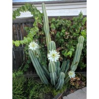 Temecula Valley Cactus And Succulent Society