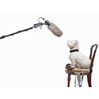Singing Dog Studios