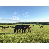 Cole Creek Ranch