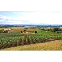 Keeler Estate Vineyard