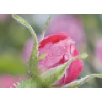 Relax For Health, Praktijk Voor Medische Massage & Kinesiologie