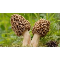 Earthy Fungi logo - Similar company to East Prefabricated House Manufacturing (Shandong) Co., Ltd.