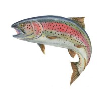 Dangwal Enterprises logo - Similar company to Glowship.Com