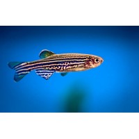 Zebrafish researchers group logo - Similar company to Zebrafish