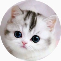 A Rabid Cat Productions
