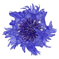 Stichting Bekoorlijk Groningen logo - Similar company to Smiled Lighting