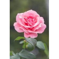 tech1solutions logo - Similar company to Tech One Solutions