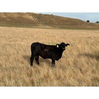 Nm Cattle Company, Inc.