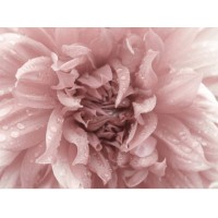 Qvins - Qvinnor inom Insurance logo - Similar company to Salusansvar