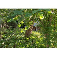 Tash Shadman logo - Similar company to Clinch Inc.