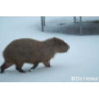 Zelfstandig Grafisch Ontwerper