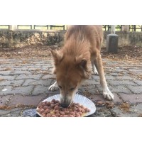 FeedTheStray logo - Similar company to Dearbhappy