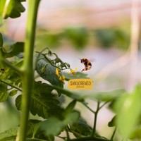SAN LORENZO AGRICOLA PACHINO logo - Similar company to Ippofarm