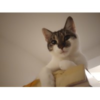 Meow Bakes