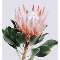 Protea Consulting logo - Similar company to Agava