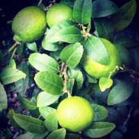 Limetree Partners