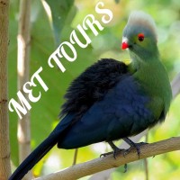 Mystery Ethiopia Tours logo - Similar company to Mystery Code Society