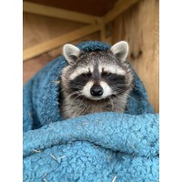 Studley Grange logo - Similar company to Keeper Educational Exchange Programme