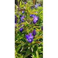 S M F Landscape Designs LLC logo - Similar company to Bpi Partners, Inc