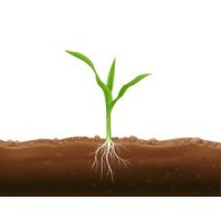 Crop Roots logo - Similar company to Future Trends Analyst